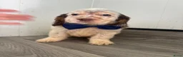 Cockapoo dogs for sale: Beautiful cockapoo puppys - Advert 13