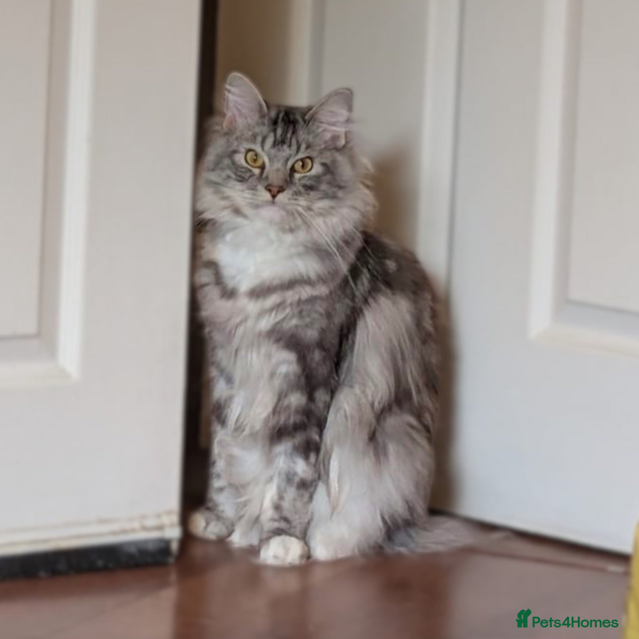 Maine Coon cats Little Gentleman - Advert 5