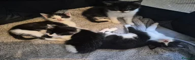 Mixed Breed Kitten 3