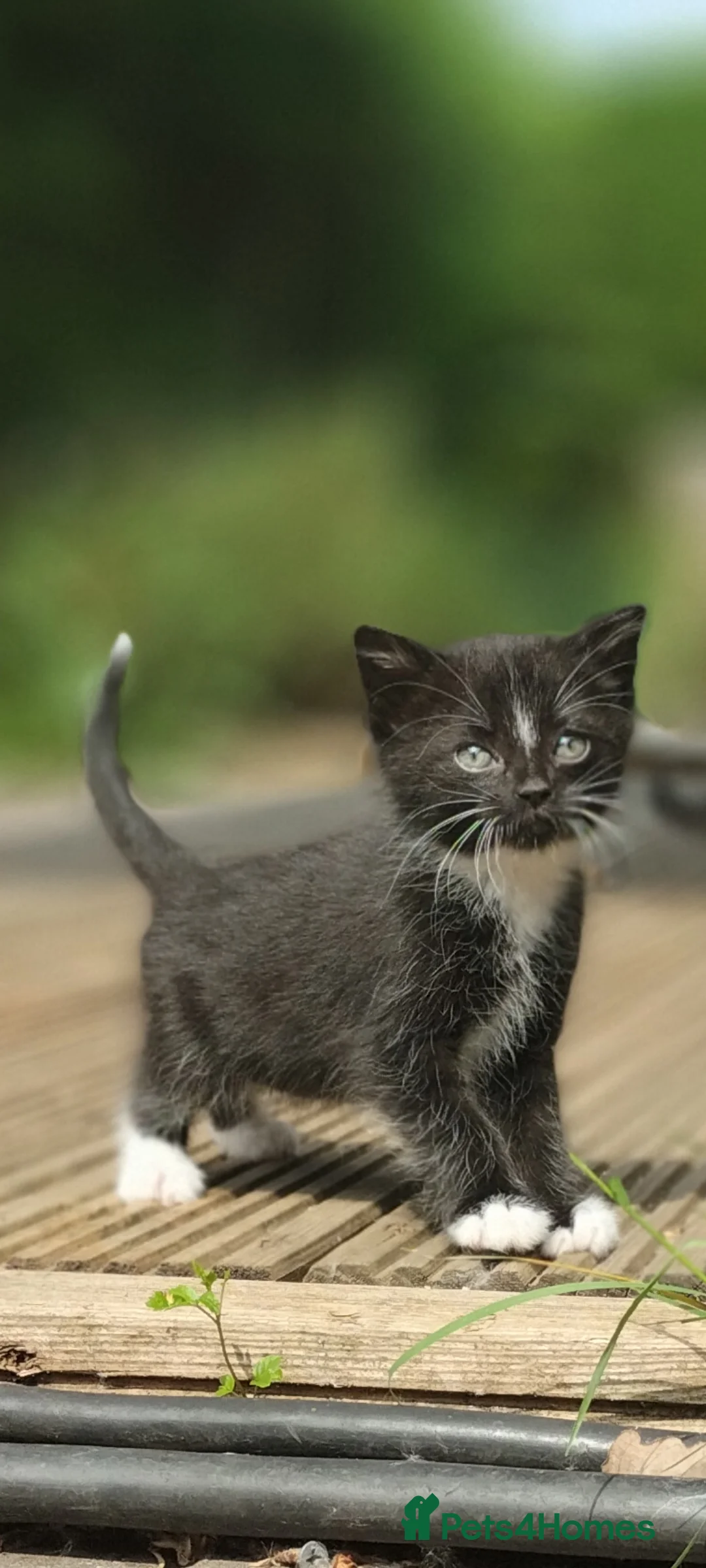 Mixed Breed cats for sale: Adorable kitten looking for forever homes - Advert 7