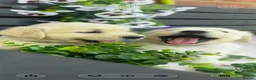 Golden Retriever dogs for sale: 9 exceptional Golden retriever  - Advert 7