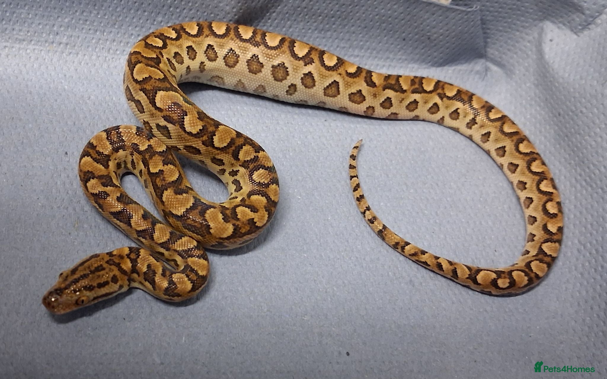 Boa Snake reptiles Argentina Rainbow Boa's  - Advert 1