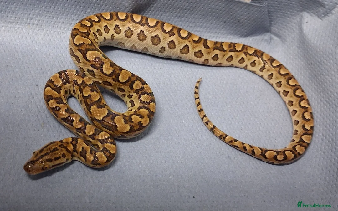 Boa Snake reptiles for sale: Argentina Rainbow Boa's  - Advert 1