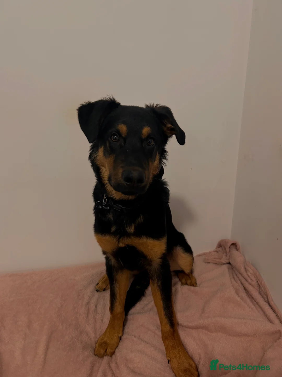 Mixed Breed dogs for sale: German shepherd x Rottweiler  - Advert 6