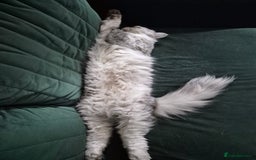 Mixed Breed cats for sale: Ragdoll/Chinchilla Cat for sale - indoor  - Image 3