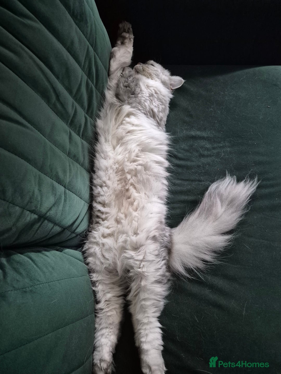 Mixed Breed cats for sale: Ragdoll/Chinchilla Cat for sale - indoor  - Image 3