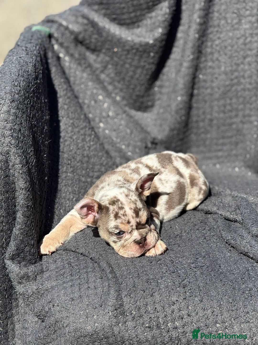 English Bulldog dogs for sale: Ready Now Beautiful English Bull Dogs KC reg  - Image 4