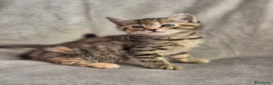 Mixed Breed Kitten 1