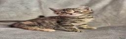 Mixed Breed cats for sale: 4 female kittens available - Advert 20