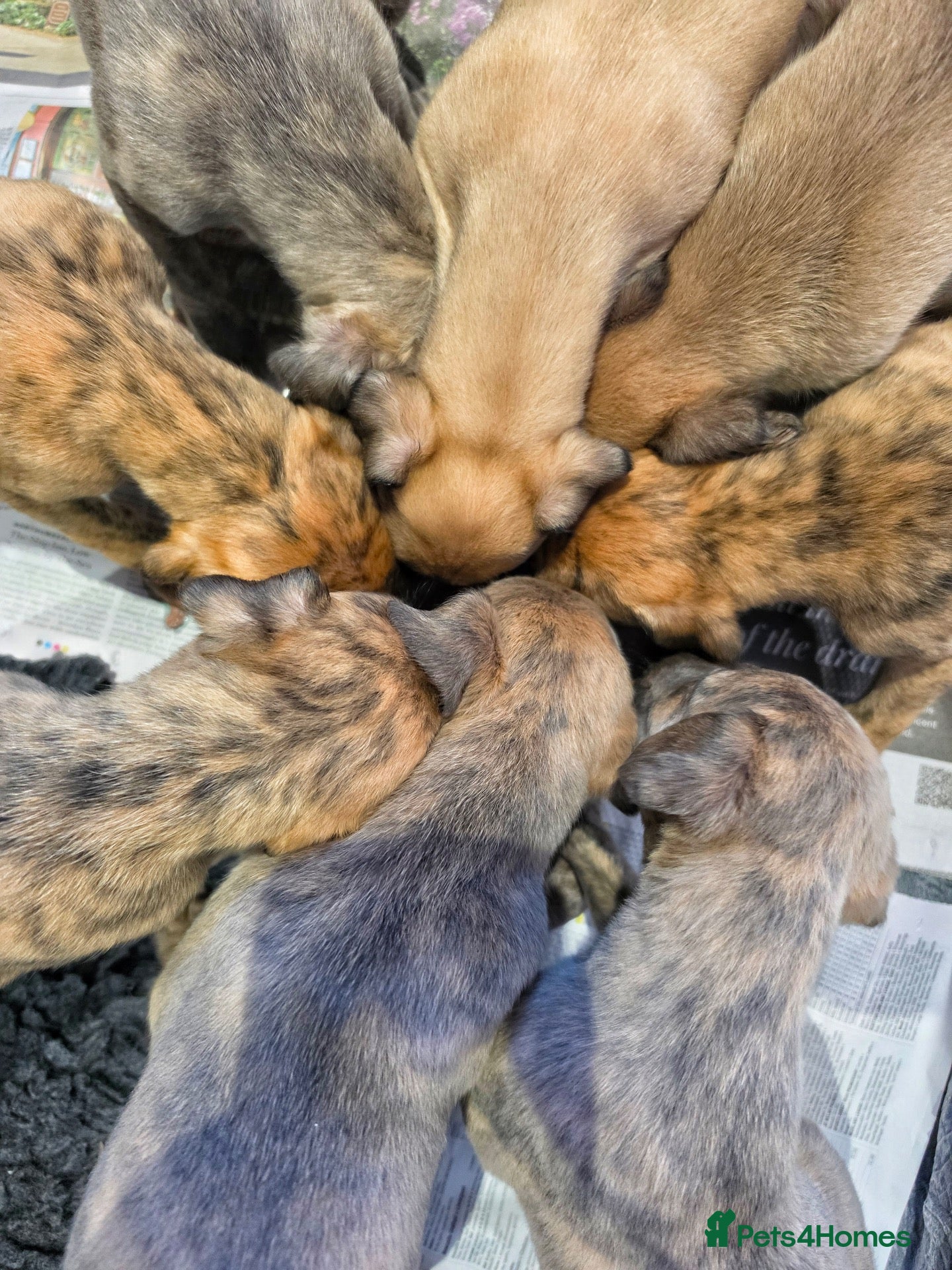 Lurcher dogs Lovely Lurcher Puppies - Advert 2