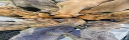 Lurcher dogs for sale: Lovely Lurcher Puppies - Advert 2