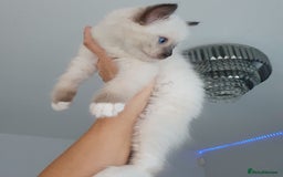 Ragdoll cats for sale: The cutest beautiful Ragdoll kittens! Ready :) - Image 17