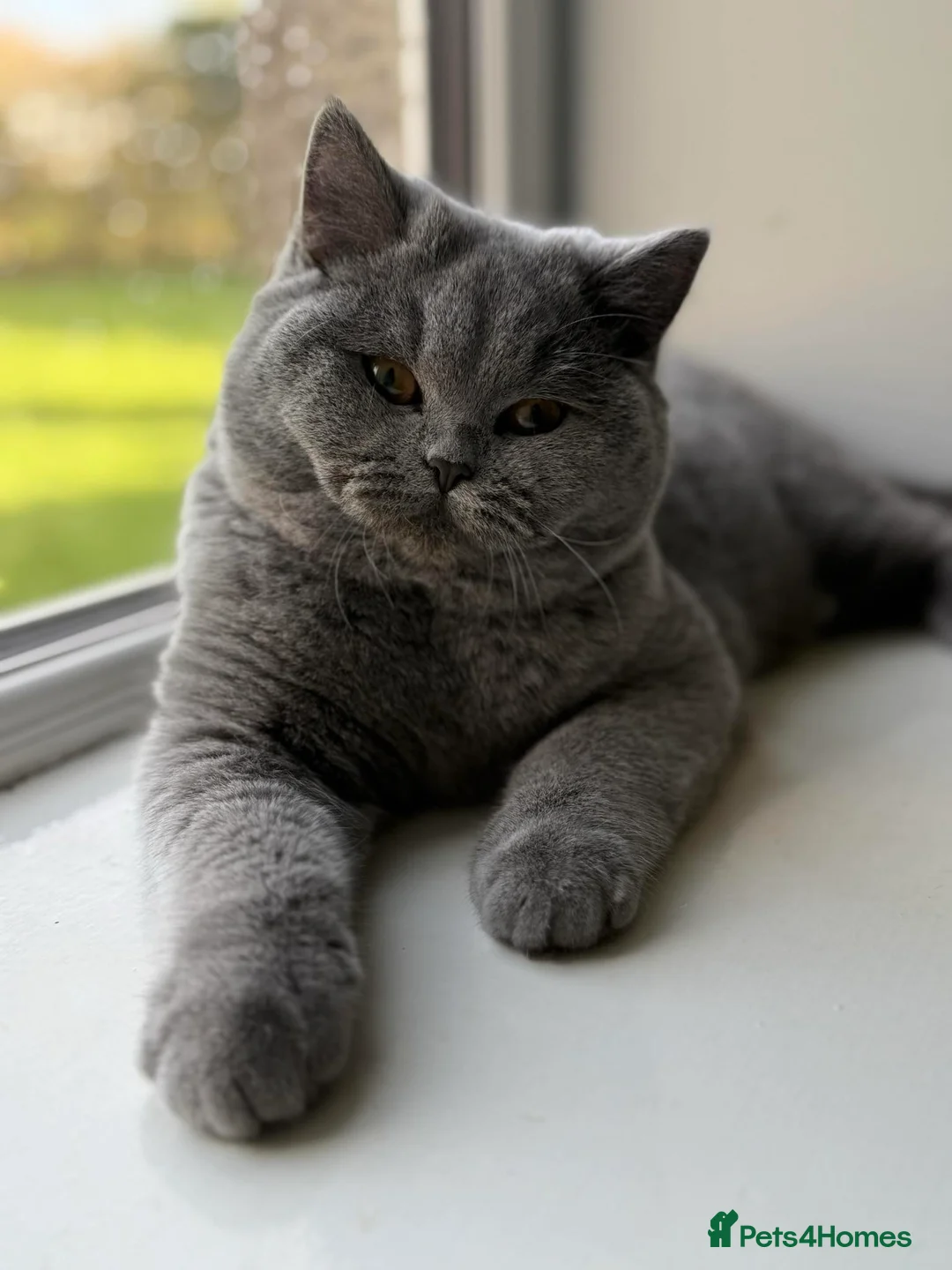 British Shorthair cats for sale: British Shorthair  in Stonehaven - Advert 1