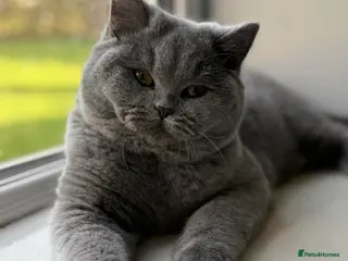 British Shorthair cats British Shorthair in Stonehaven - Advert 5
