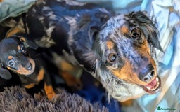 Miniature Dachshund dogs for sale:  Tiny Miniature Dachshund Puppies Ready TODAY! ❤️ - Image 4