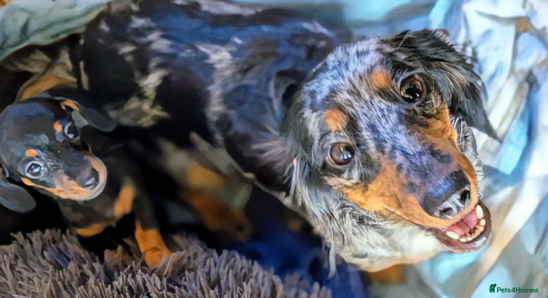 Miniature Dachshund dogs for sale:  Tiny Miniature Dachshund Puppies Ready TODAY! ❤️ - Image 4