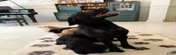 Labradoodle dogs for sale: Stunning F1 Standard Labradoodles puppies - Advert 12