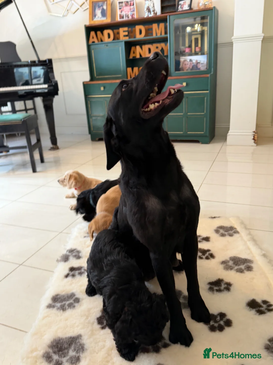 Labradoodle dogs for sale: Stunning F1 Standard Labradoodles puppies - Advert 12