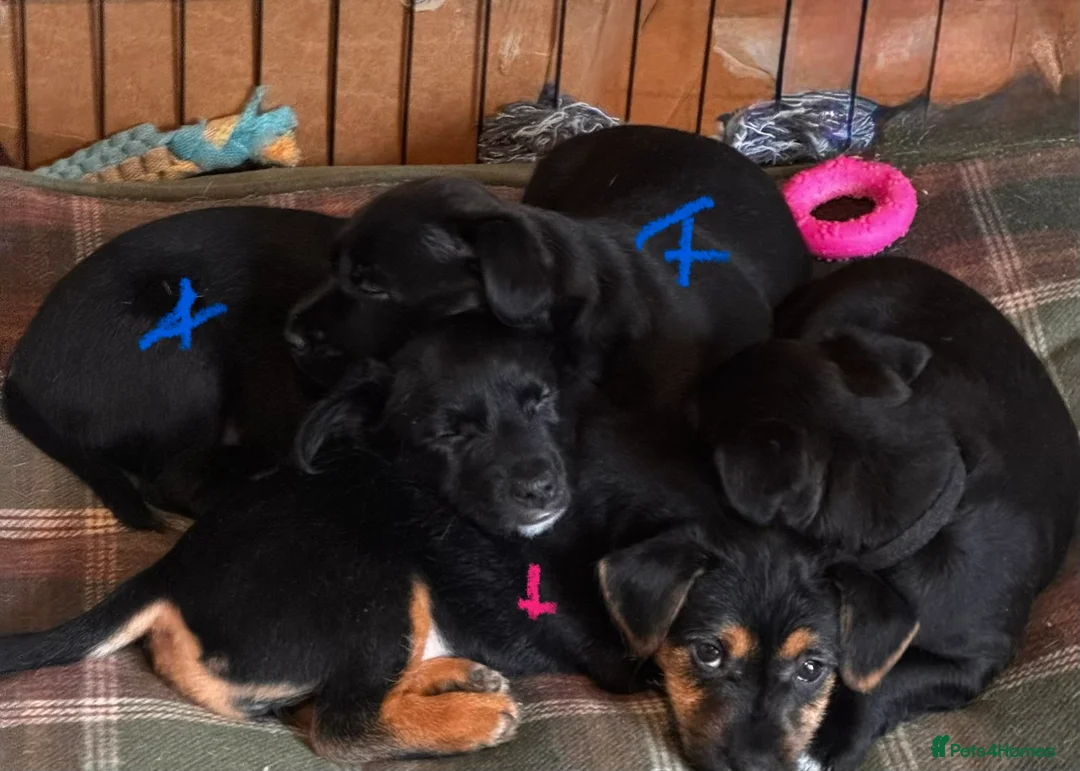 Patterjack dogs for sale: Ready for their forever homes this weekend!! - Advert 5