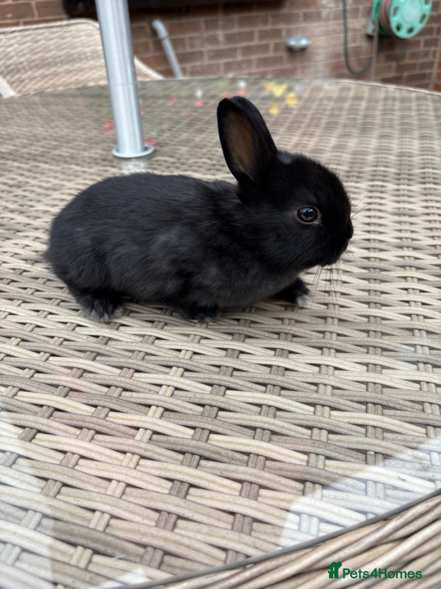 Netherland Dwarf rabbits Netherland Dwarf baby’s  - Advert 1