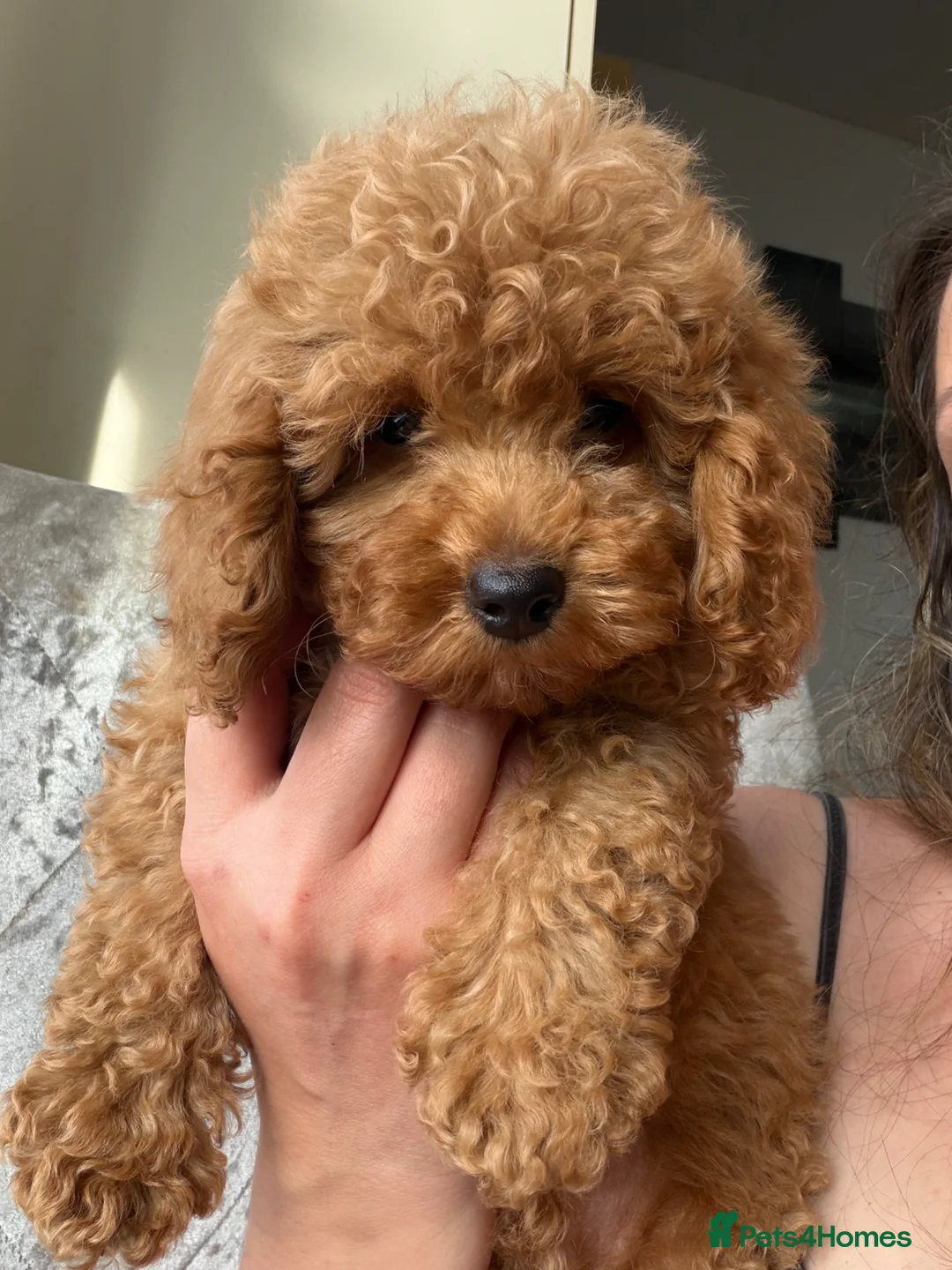 Maltipoo dogs for sale: Beautiful Maltipoo Puppies – Ready NOW - Advert 2