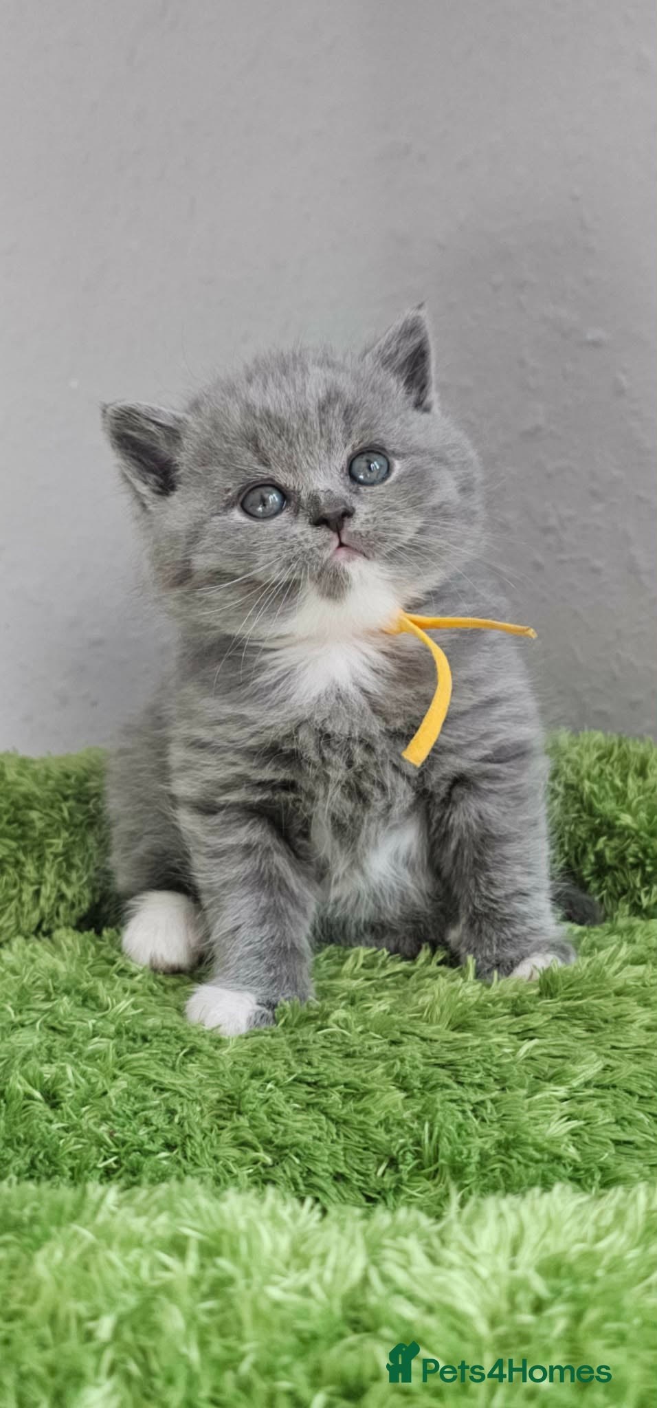 British Shorthair cats British Shorthair Kittens Champion Bloodline GCCF - Advert 1