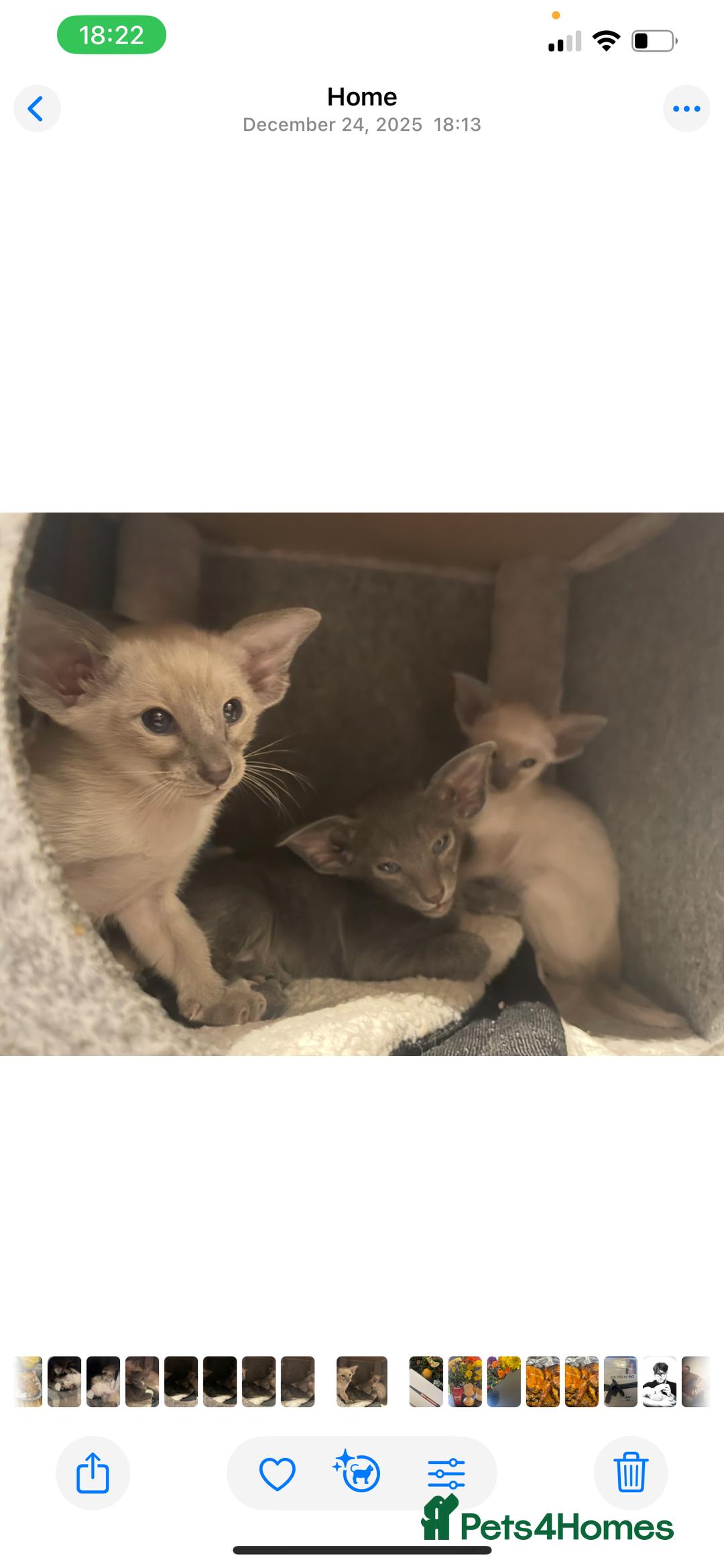 Siamese cats for sale: Lovely Siamese🥰 🩵❤️ - Advert 9