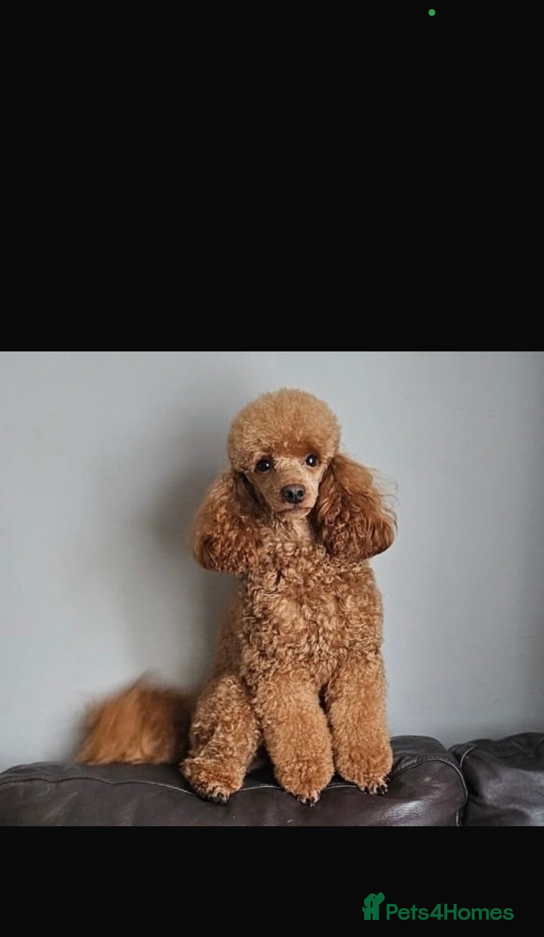 Cockapoo dogs for sale: F1 Cockapoo Puppies  - Advert 9