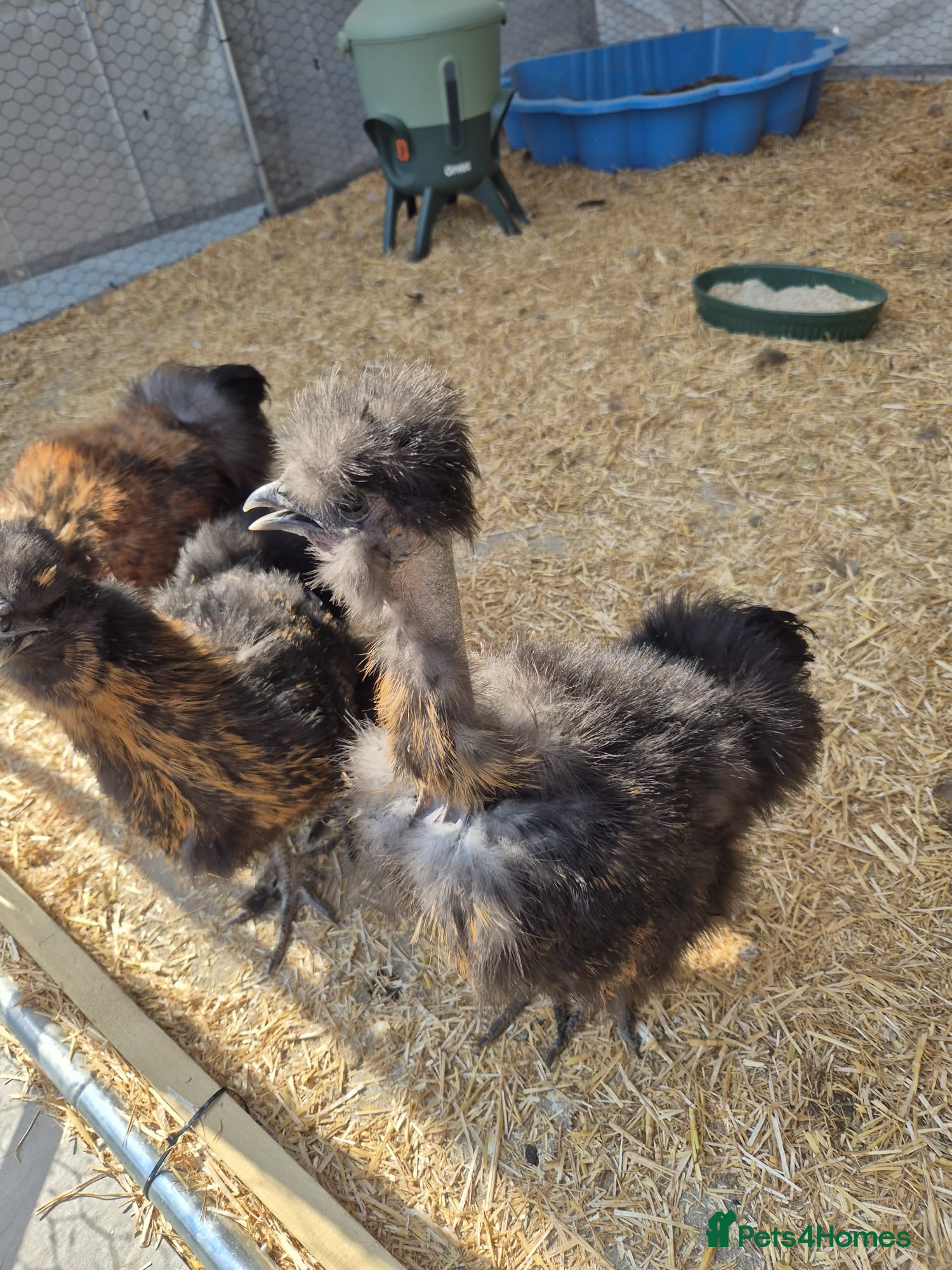 Chickens poultry 3 male silkies - Advert 1