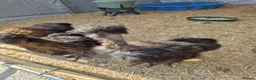 Chickens poultry for sale: 3 male silkies in Heanor - Advert 1