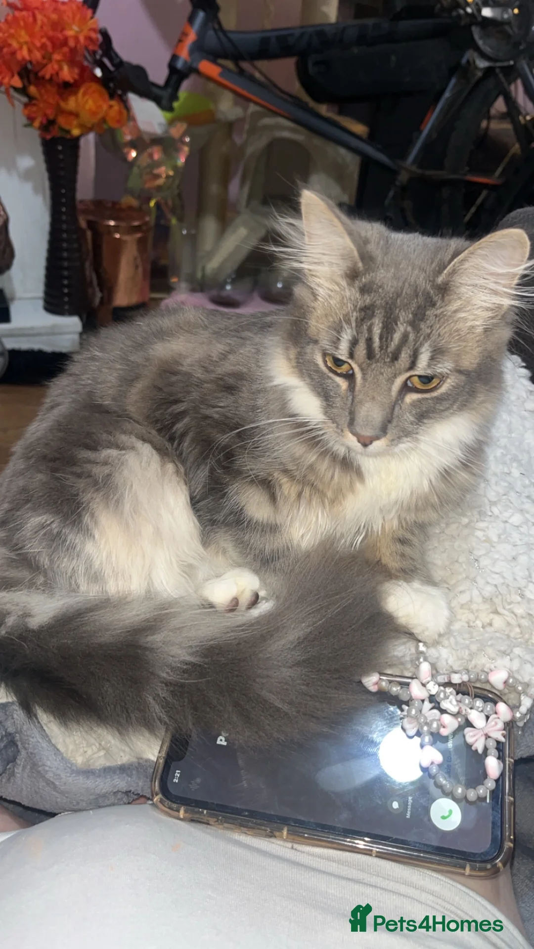 Maine Coon cats for sale: norviegen forest/maine coon cat  - Advert 1