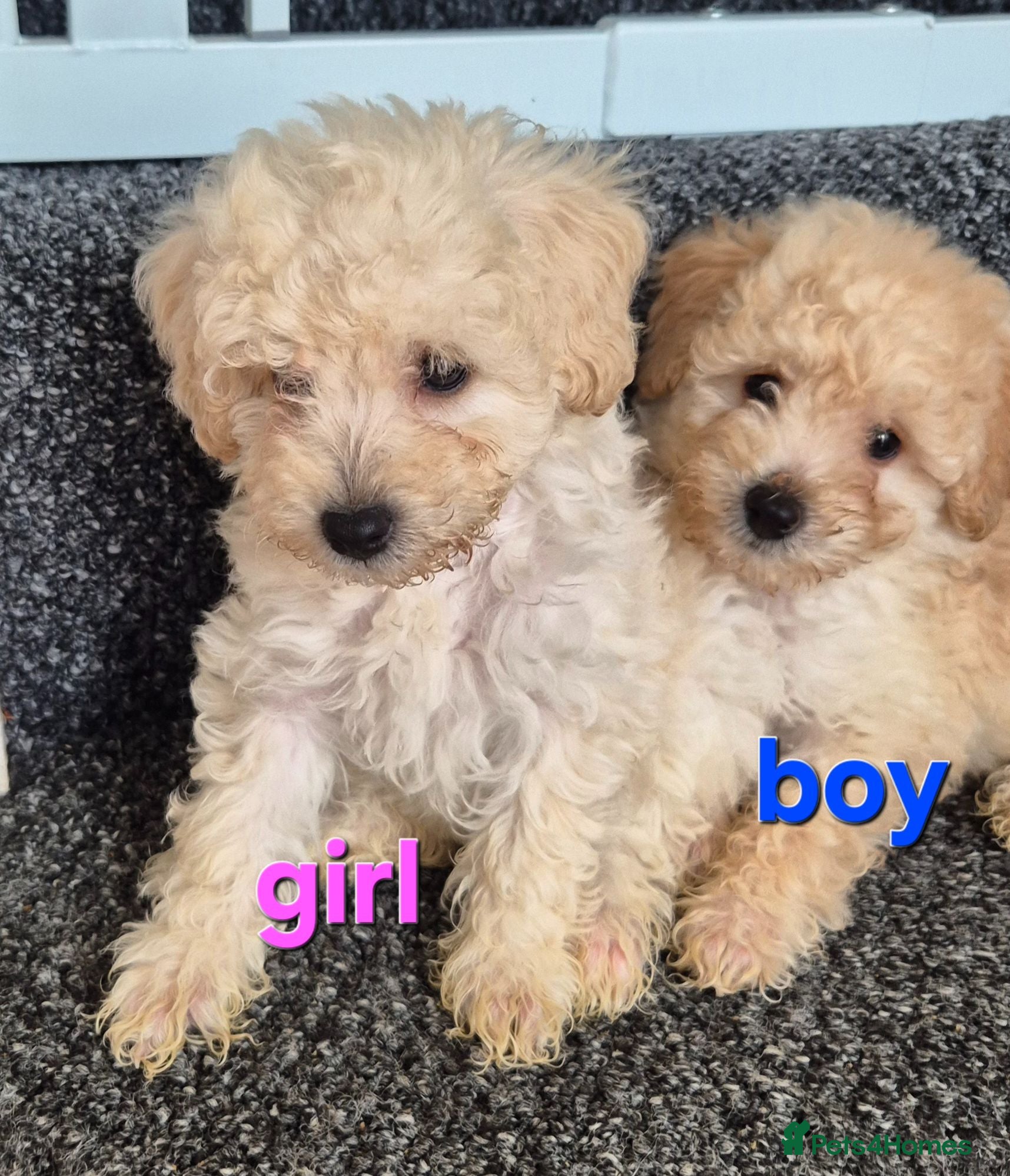 Poochon dogs Poochon 3 girls 2 boys F1b - Advert 10