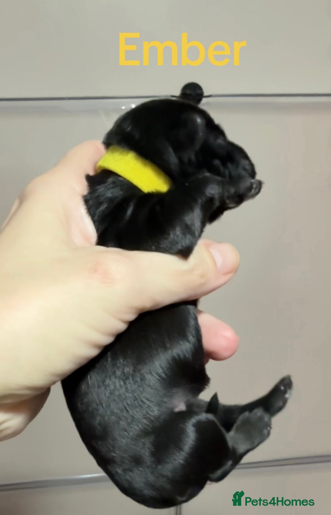 Mixed Breed dogs for sale: F1 Schnoodle Puppies all girl Litter ready March  - Advert 10