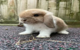 Mini Lop rabbits for sale: Gorgeous mini lops looking for their forever home - Image 3