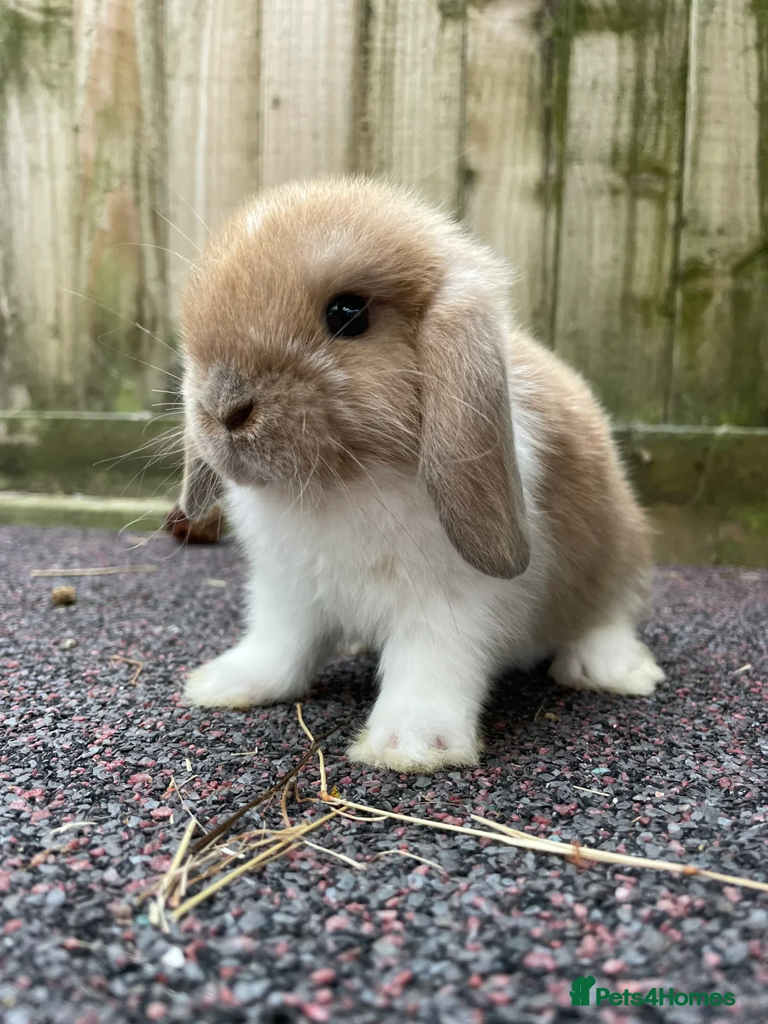 Mini Lop rabbits for sale: Gorgeous mini lops looking for their forever home - Image 3