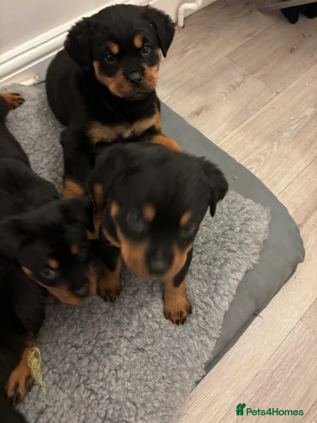 Rottweiler dogs for sale: 🐾🐶 beautifulRottweiler puppies 3 Girls Left🐶🐾 - Advert 8