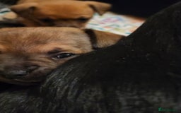 Mixed Breed dogs for sale: Beautiful jackchi puppies  - Advert 4