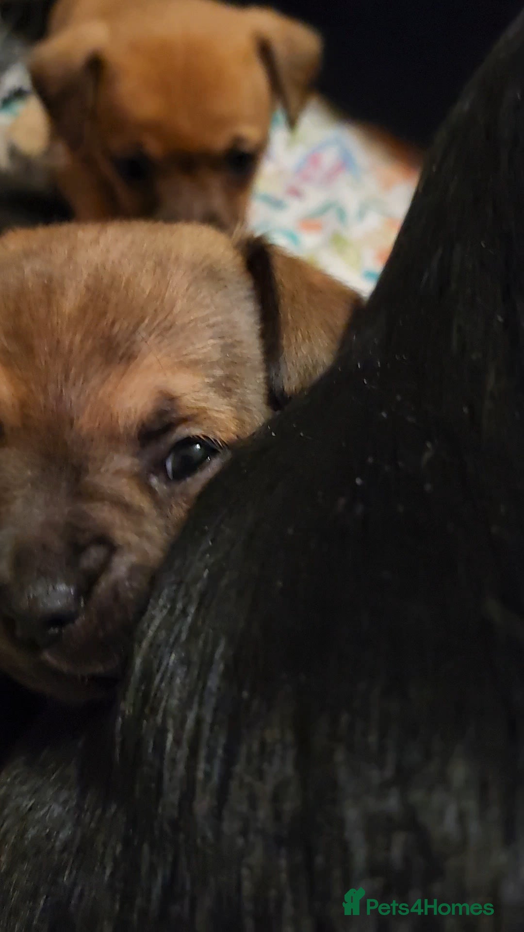 Mixed Breed dogs for sale: Beautiful jackchi puppies  - Advert 4