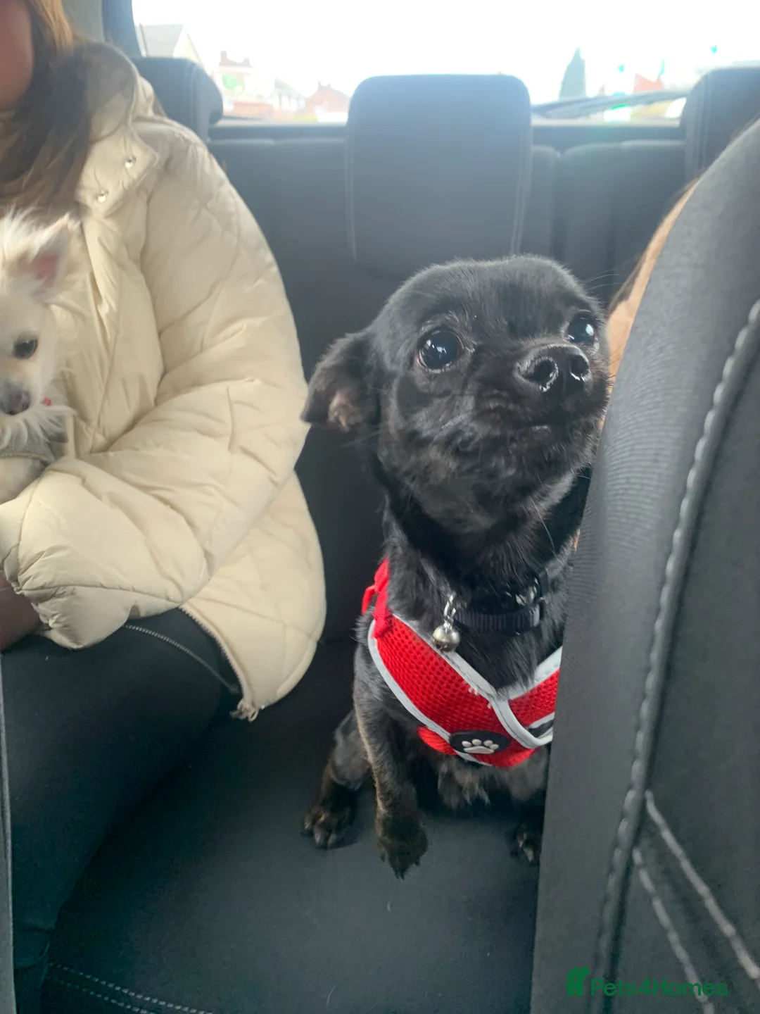 Chihuahua dogs for sale: 3 year old chihuahua boy - Advert 4