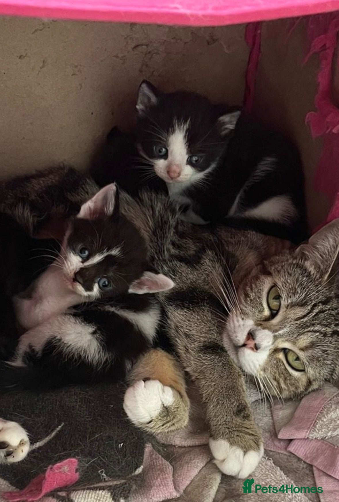 Mixed Breed cats Beautiful kittens  - Advert 1