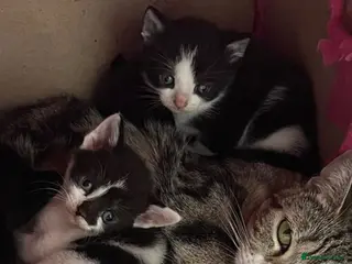 Mixed Breed cats Beautiful kittens - Advert 1