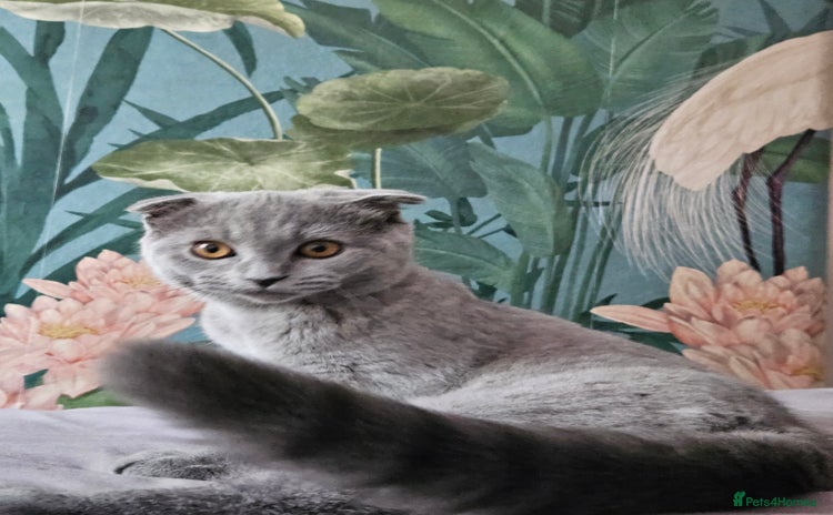 Scottish Fold cats - Advert 4