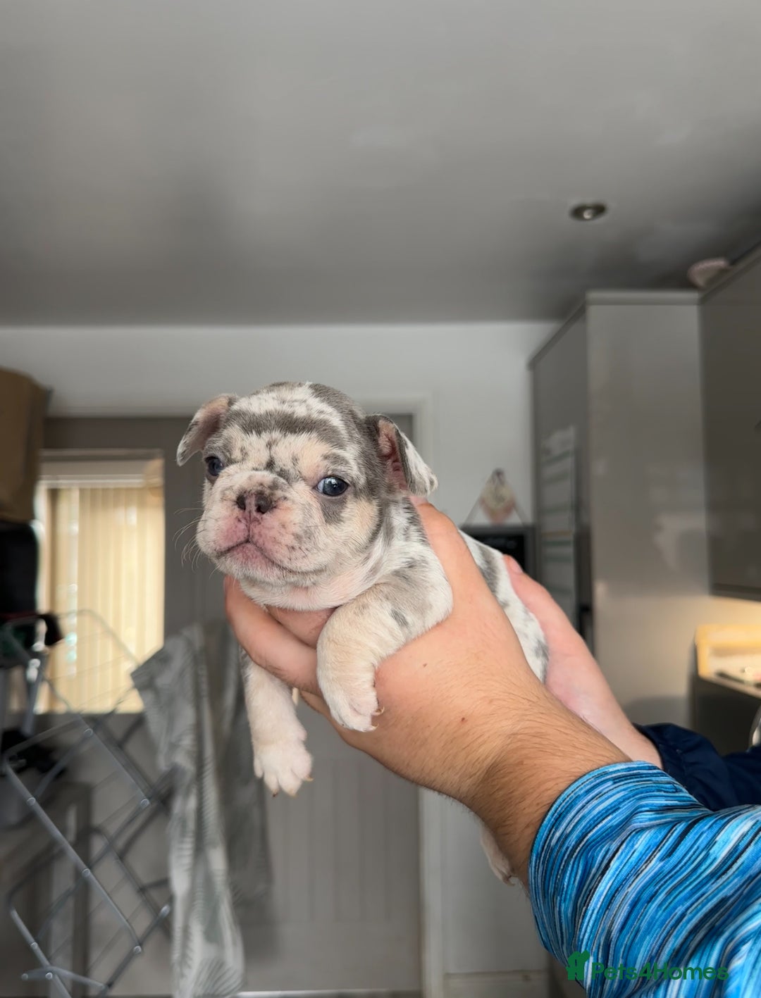 French Bulldog dogs for sale: 🤍 Merle / Lilac + Tan French bulldog puppies🤍 - Image 6