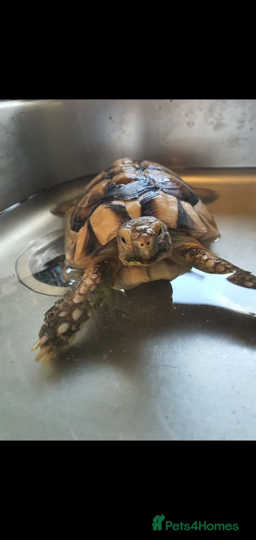 Tortoise reptiles for sale: 13 year old marginated tortoise called Alan. in Exeter - Advert 2
