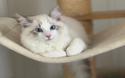 Ragdoll cats for sale: Ragdoll male kitten  - Image 3