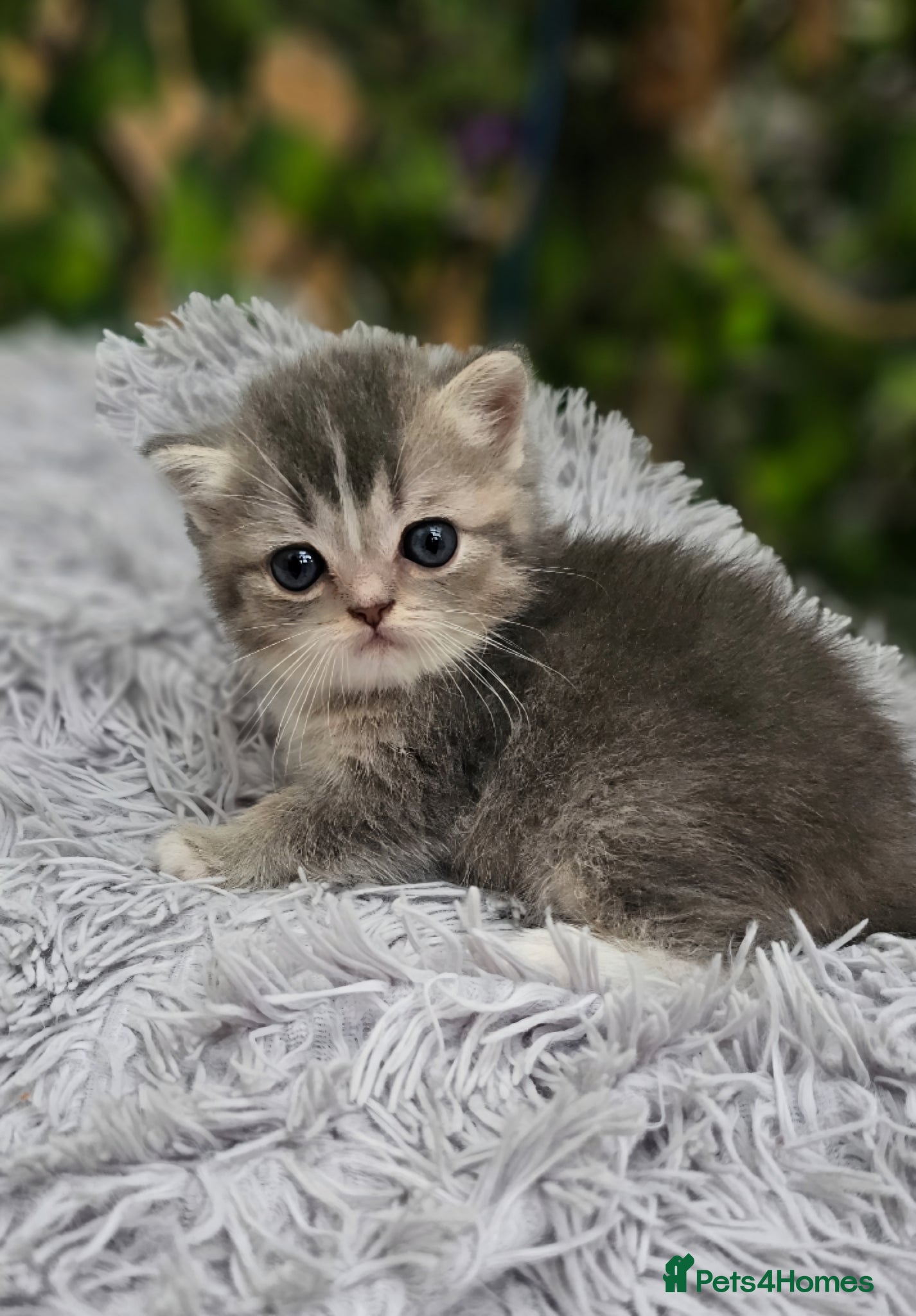 Ragdoll cats 💖 2 Beautiful Kittens 💖 - Advert 9