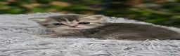 Ragdoll cats for sale: 💖 2 beautiful girls 💖 - Advert 4