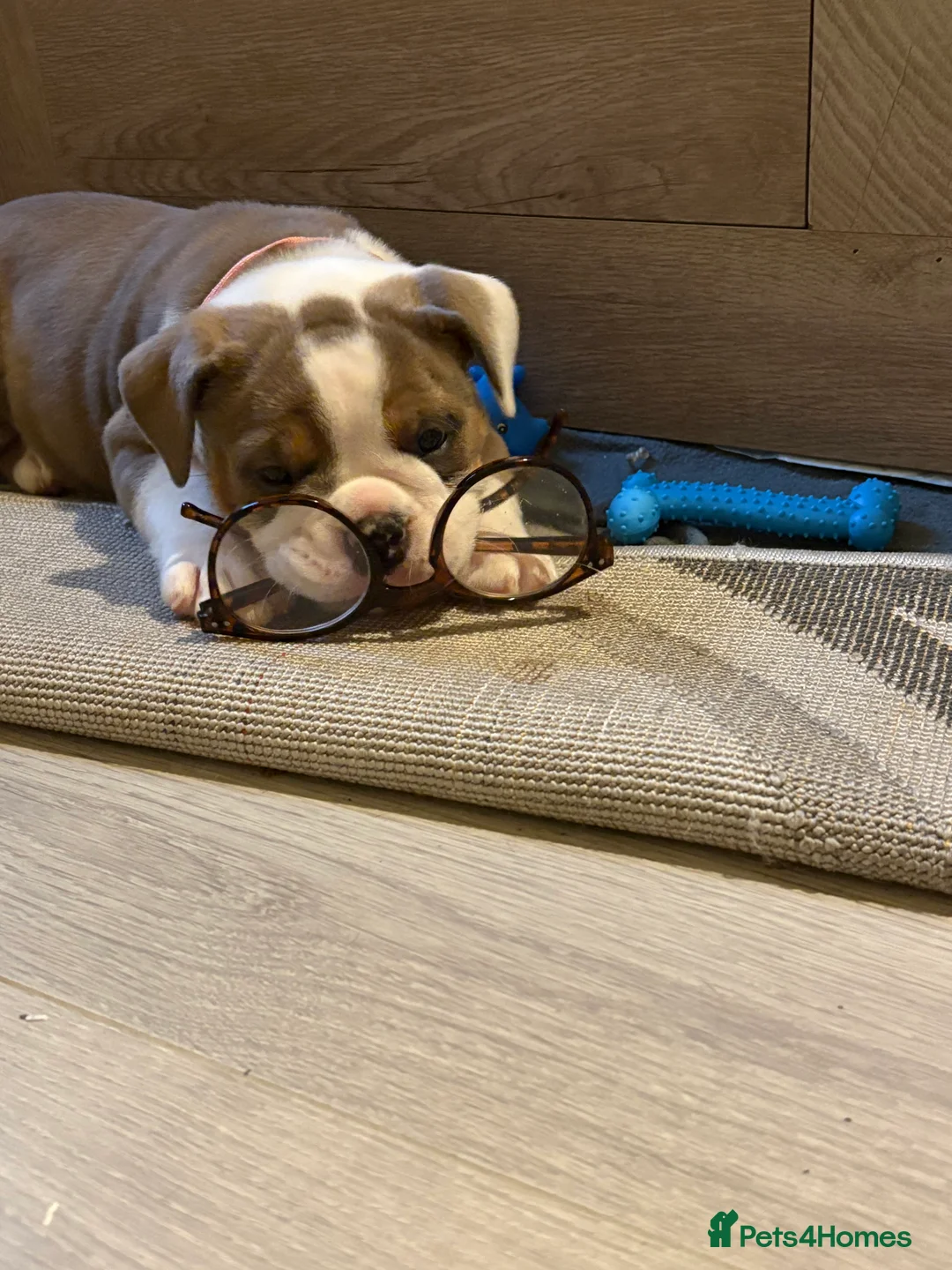 English Bulldog dogs for sale: Gorgeous English bulldog puppy NEBBR REGISTERD - Advert 16