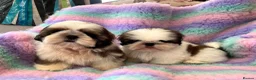 Shih Tzu dogs for sale: Lovely Shih Tzu puppies - Advert 5