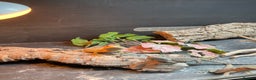 Bearded Dragon reptiles for sale: 3 Baby Bearded Dragons - Advert 2